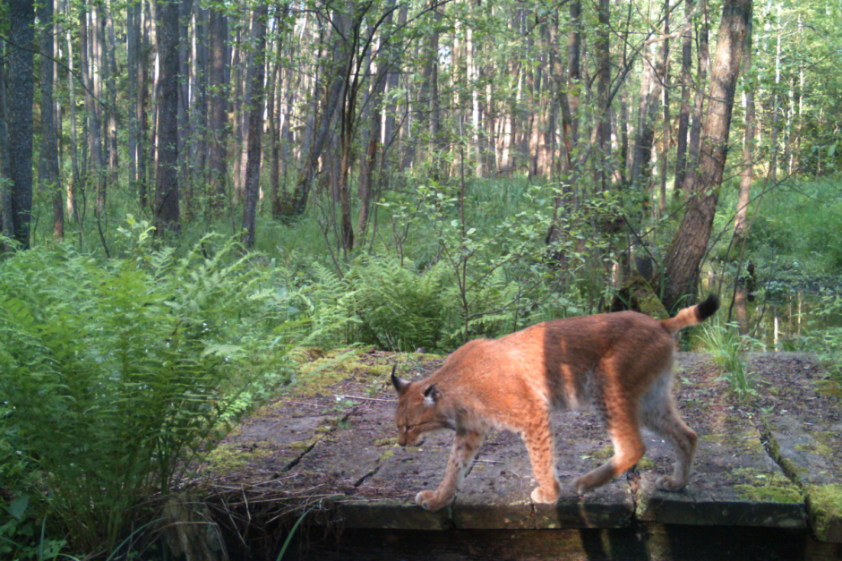 Чем знаменита рысь 8.png