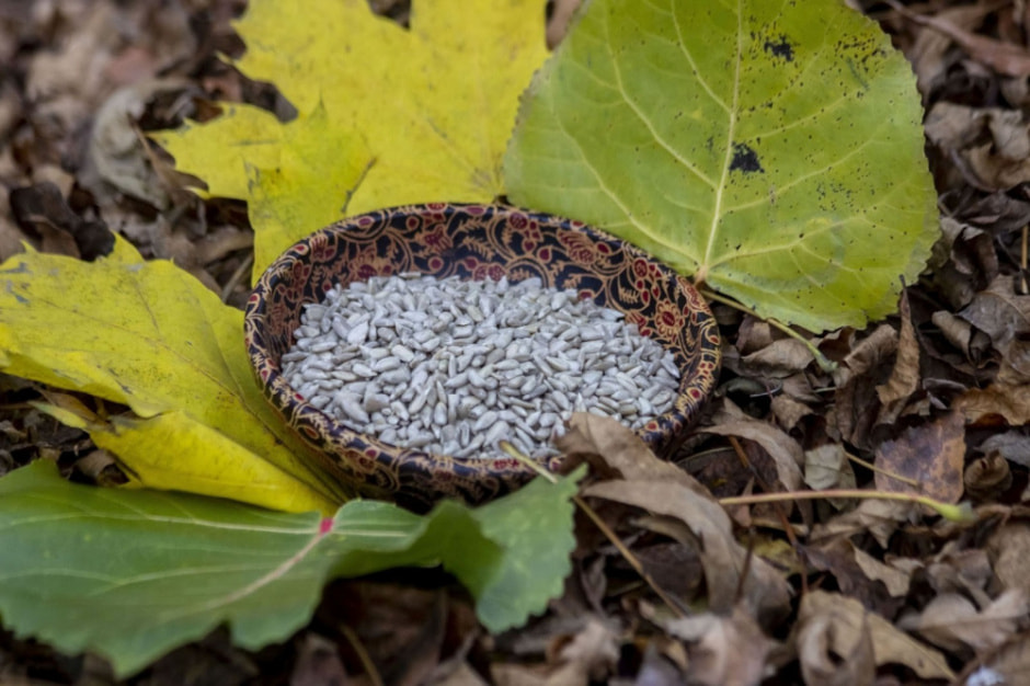 Подкармливаем птиц зимой 11.jpg