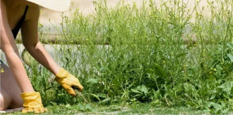 работы на огороде