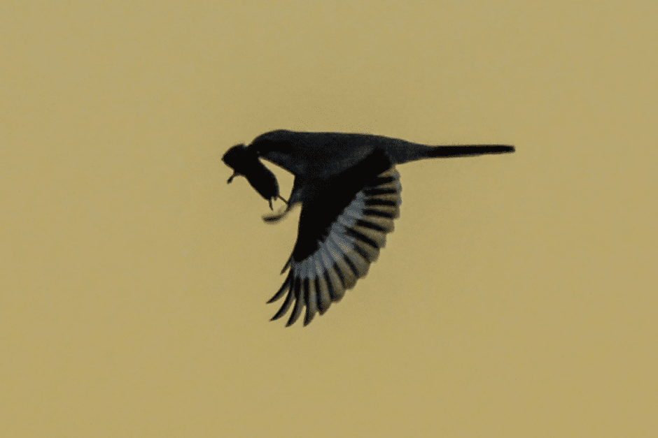 Сорокопут 6.png