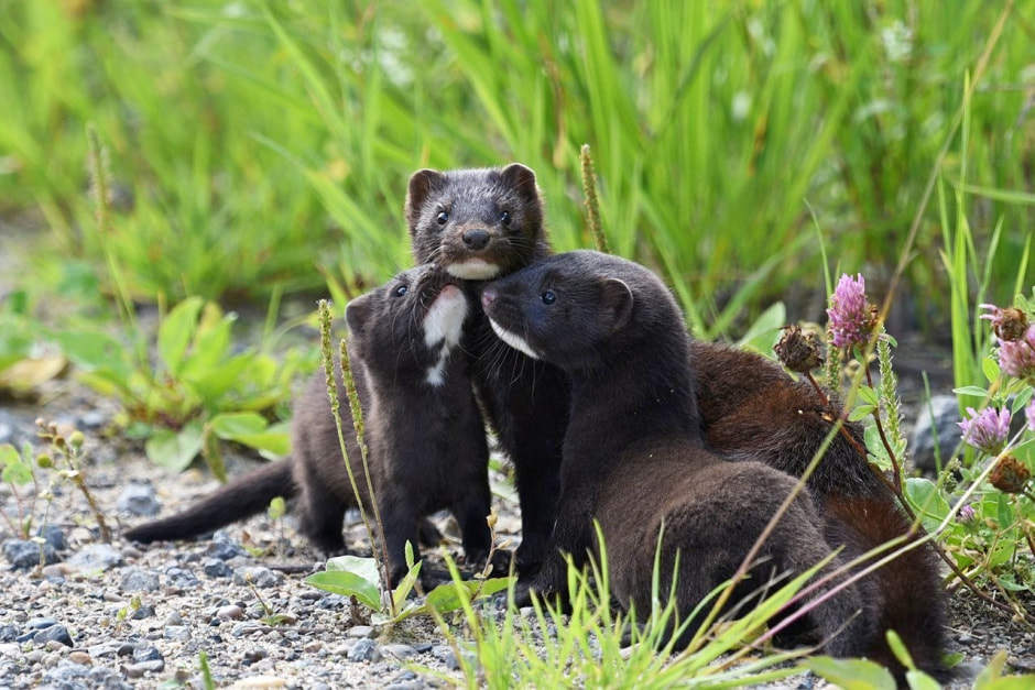 Американская норка 12.jpg