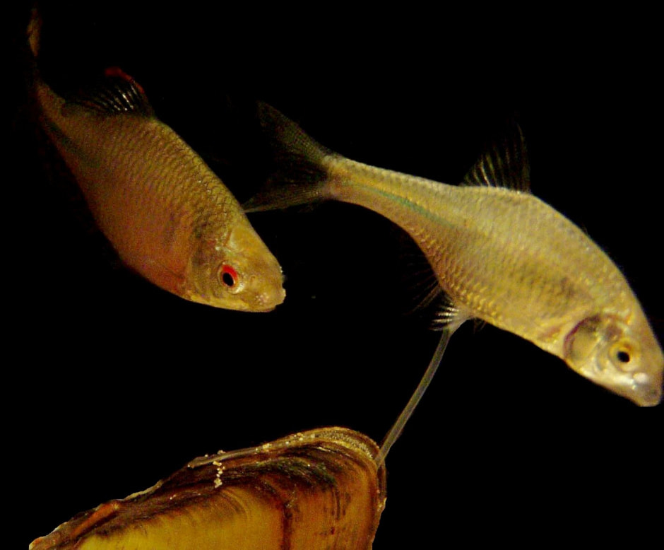 11-Самка горчака откладывает икру.jpg