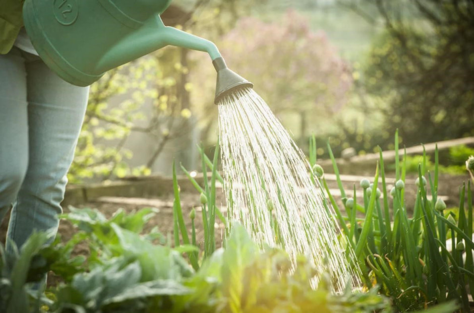 Как поливать растения в жару 2.jpg