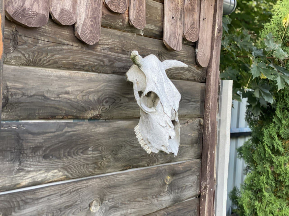 крево череп.jpg крево череп.jpg