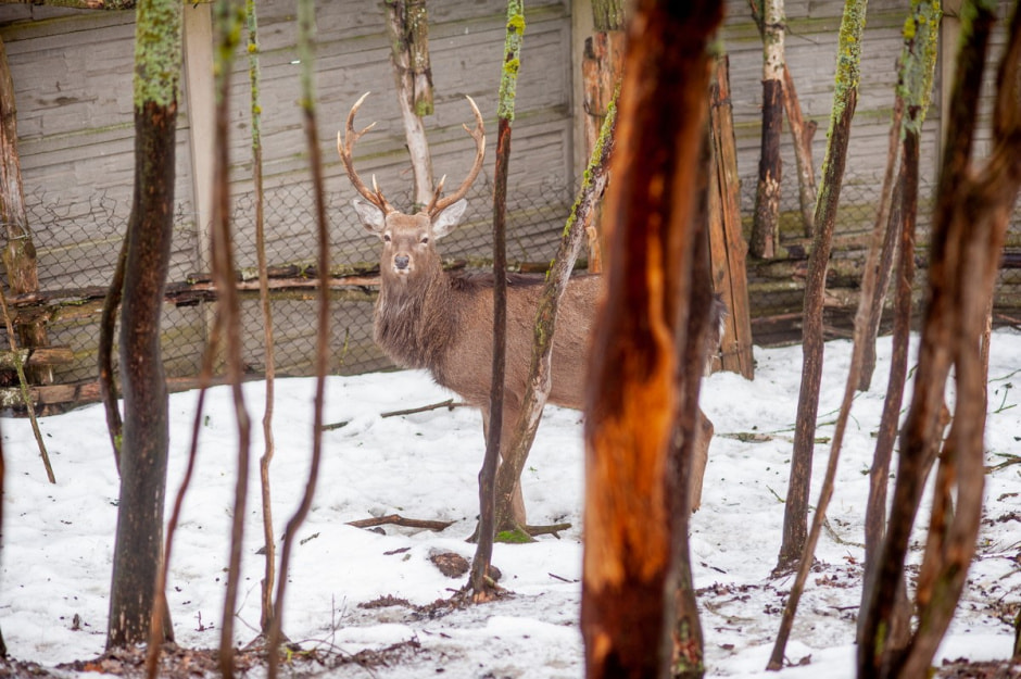 Юрий Карпилович и его зоопарк в Подгае 17.jpg