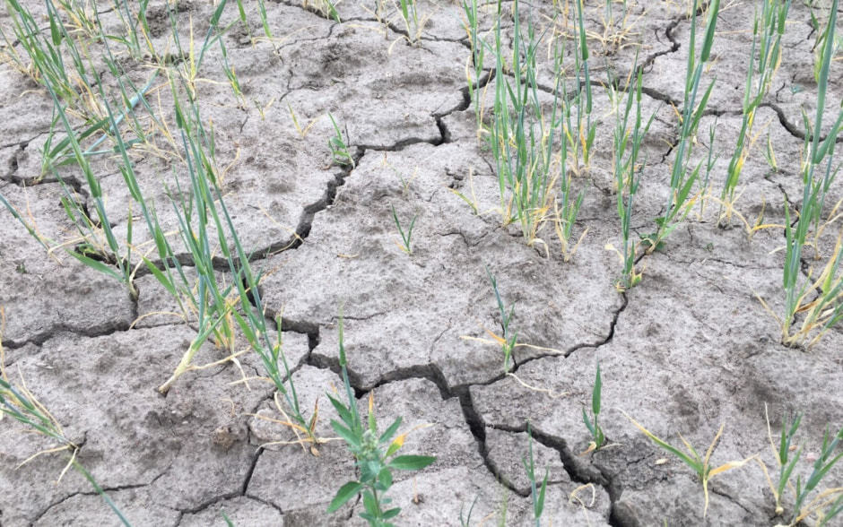 засуха_трещины.jpg