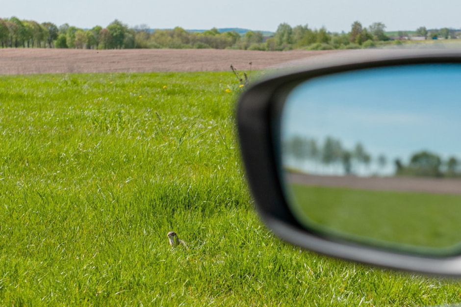 Белорусские суслики в депрессии 9.jpg