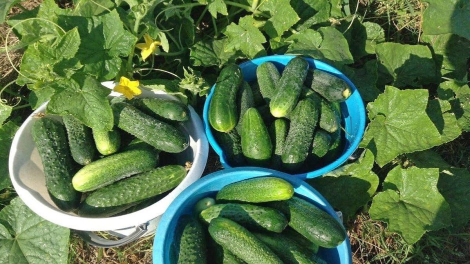 Как ухаживать за огурцами 1.jpg