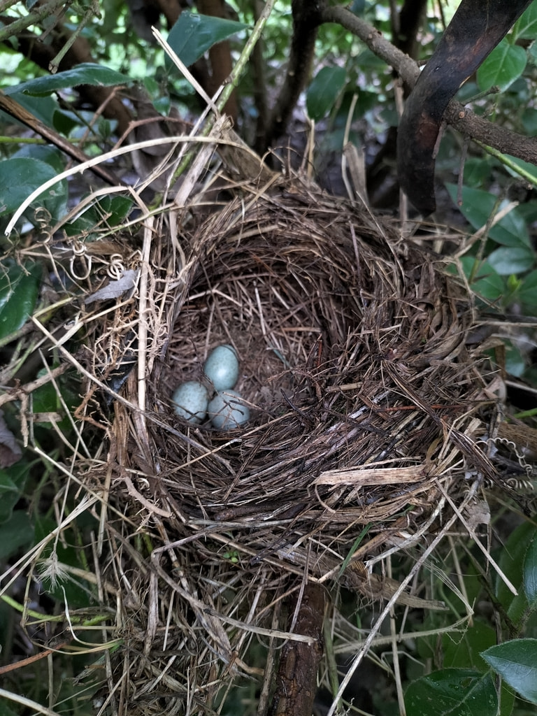 дрозд яйца.jpeg