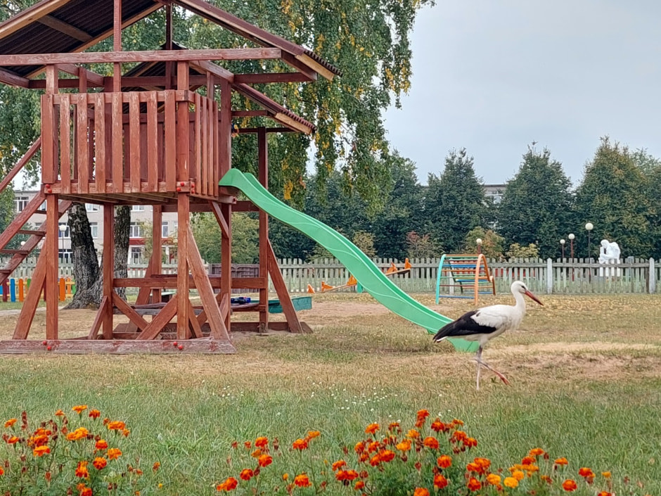 Аист Буся-2 7.jpg