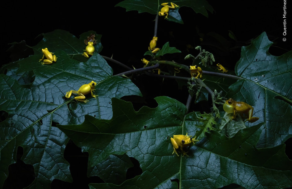 Группа малых древесных лягушек во время размножения