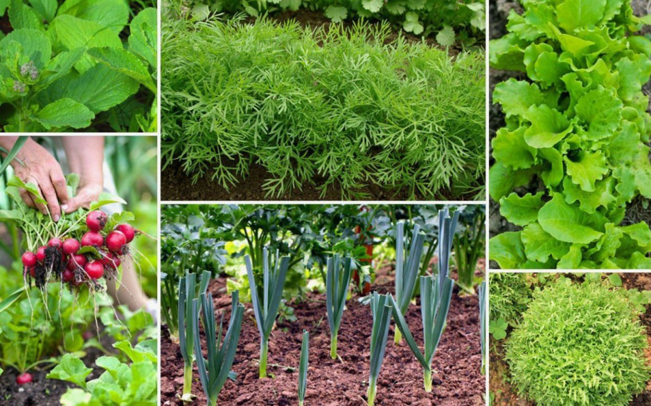 осенние посадки2.jpg