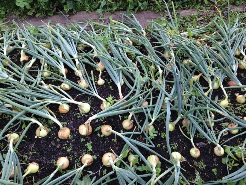 7-Урожай лука.jpg 7-Урожай лука.jpg