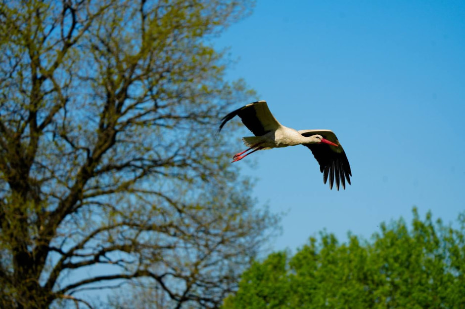 Белый аист1 Шугалевская.jpg
