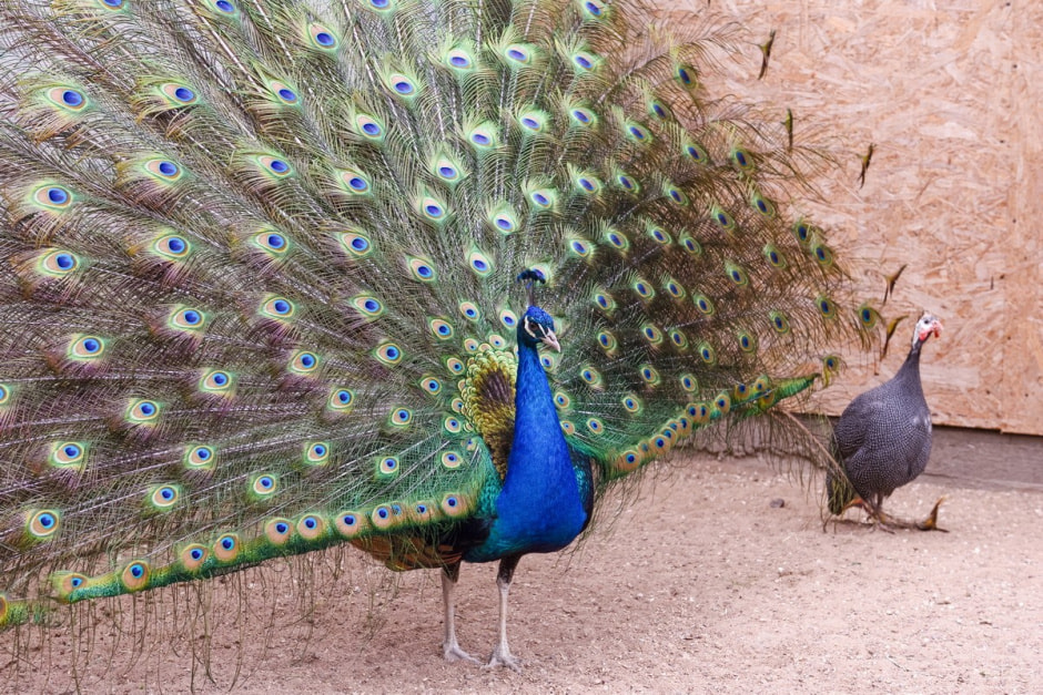 павлин image34.jpg