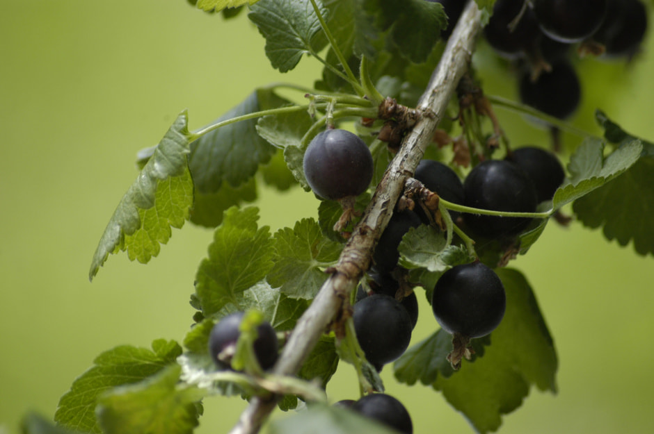 Ribes_nidigrolaria_fruits.jpg