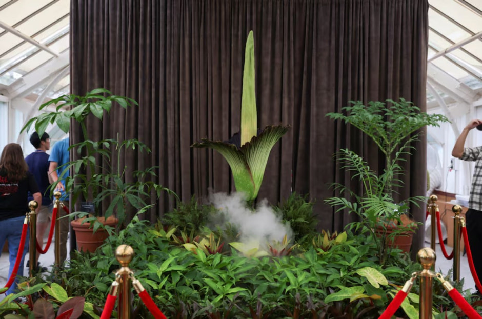 трупные цветы 3.jpg