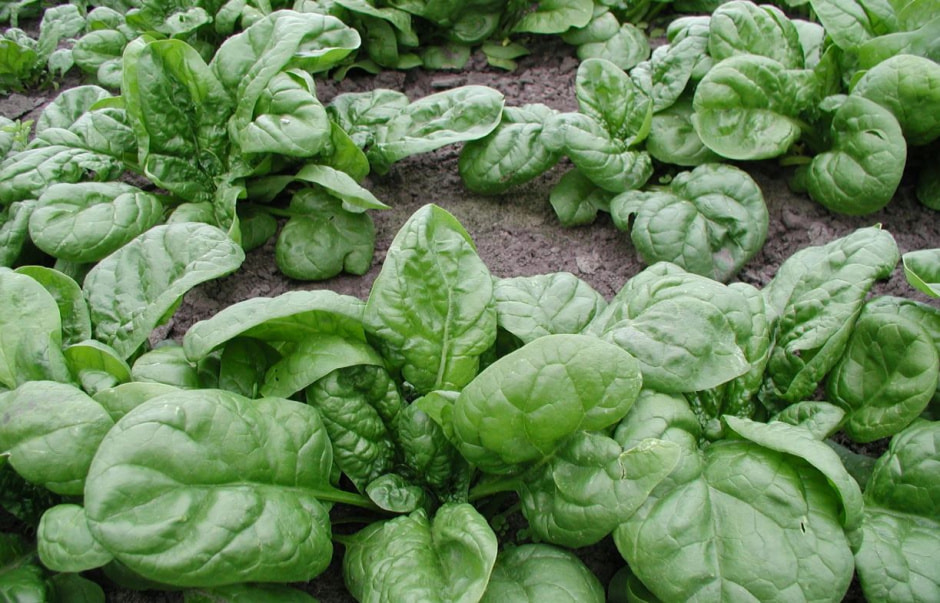 шпинат шпинат