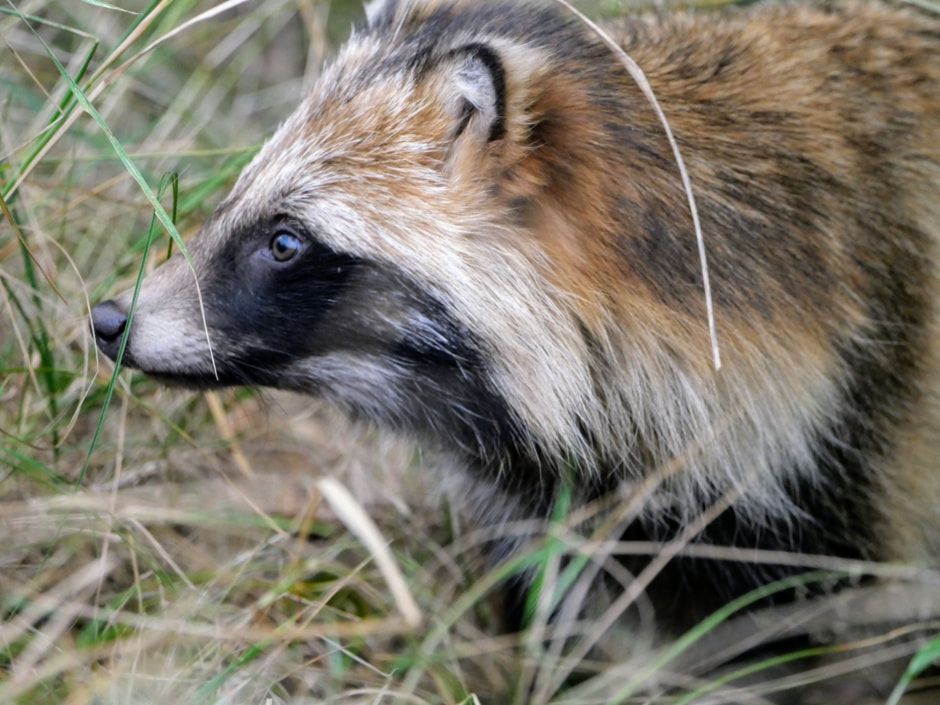 Енотовидная собака Sascha Kürten.jpeg