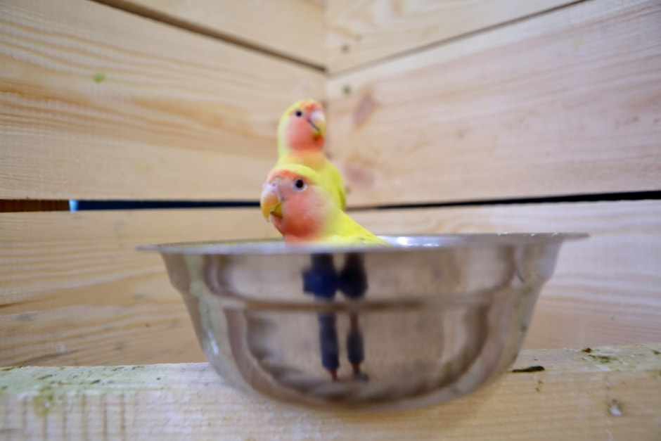 Попугайня в Витебске 6.jpg