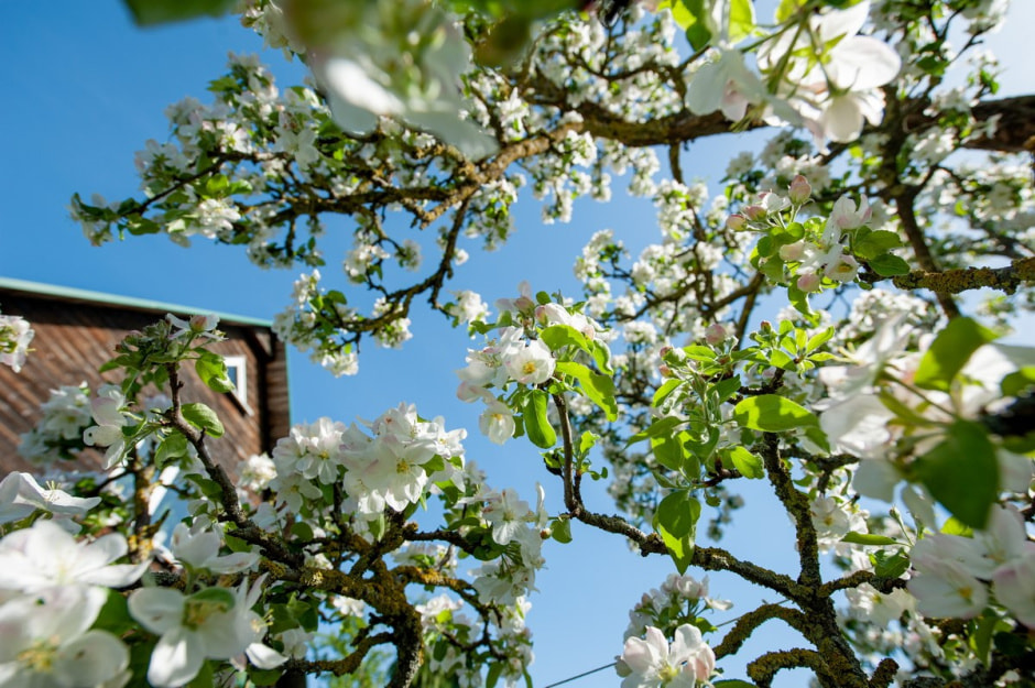 Семья Шокало и экзотический сад 12.jpg