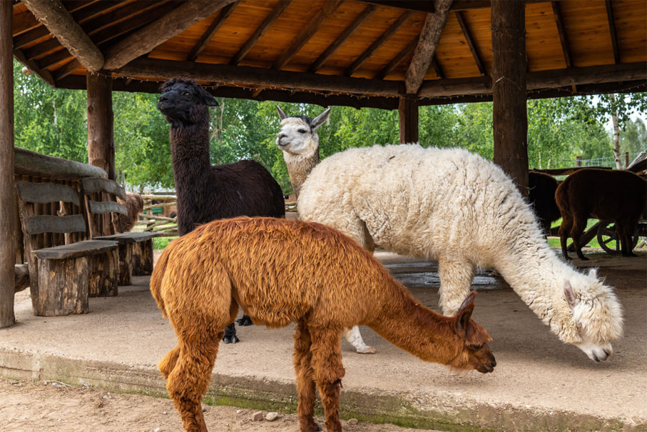 альпаки3.jpg