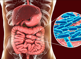 Гены соседа по комнате могут менять бактерии в вашем кишечнике. Как?