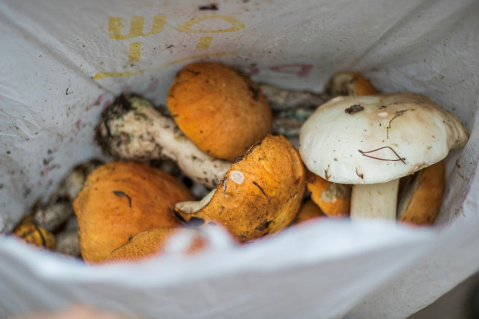 Сбор клюквы 14.jpg