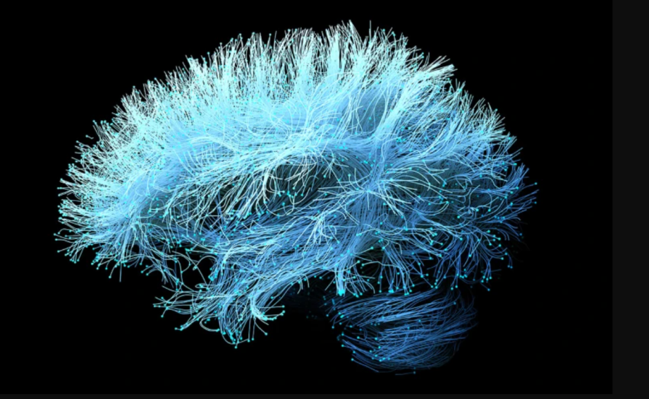 Иллюстрация нервов головного мозга, основанная на данных магнитно-резонансной томографии