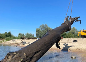 Под Гомелем со дна Сожа подняли дуб возрастом около 6 тысяч лет