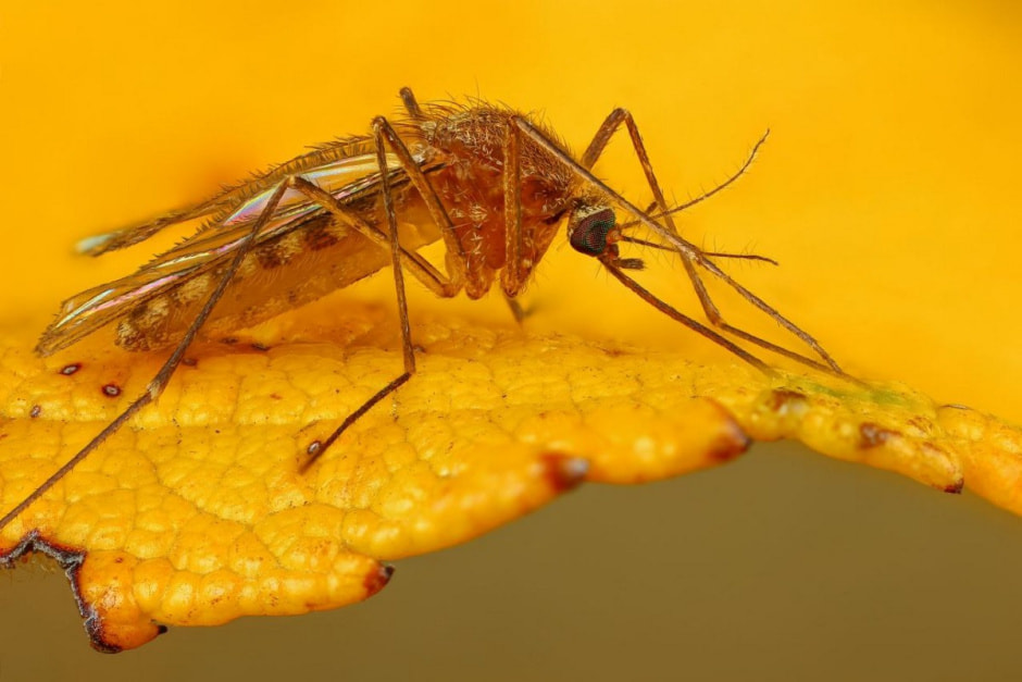 Кровопийцы атакуют 5.jpg