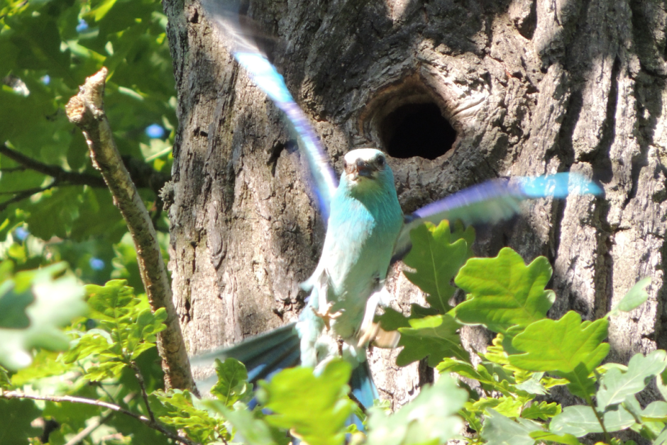 Птицы новые.png