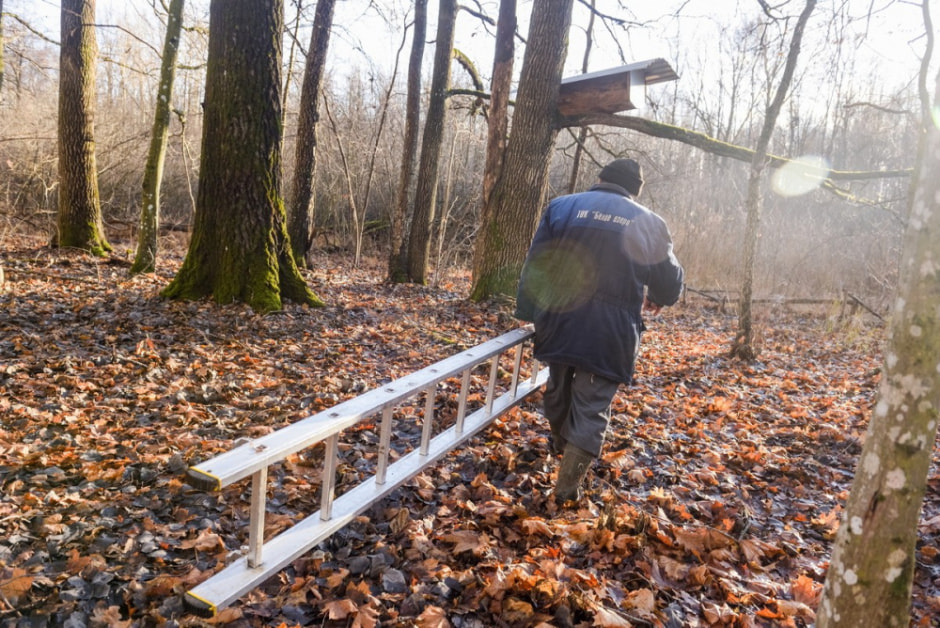 Как бортник спасает на Полесье черных пчел 2.jpg