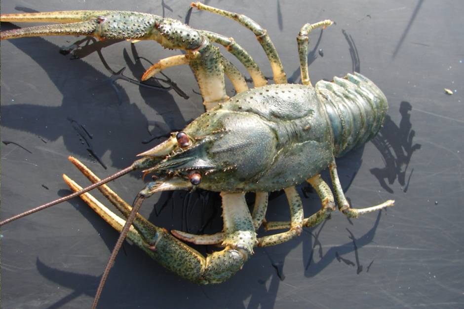 Речные раки 5.png