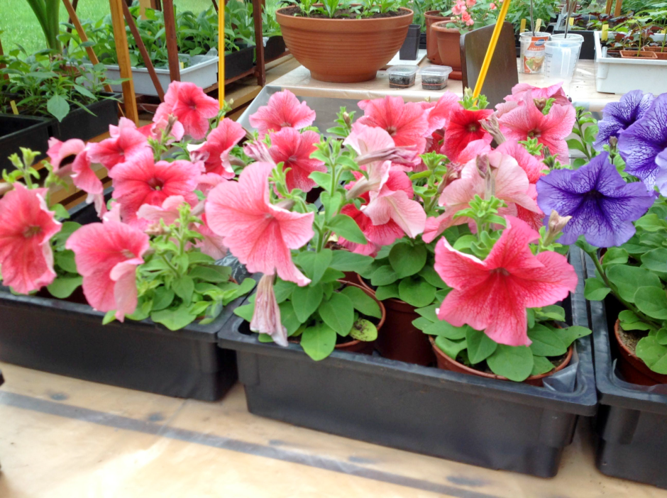 Январская рассада 2.png