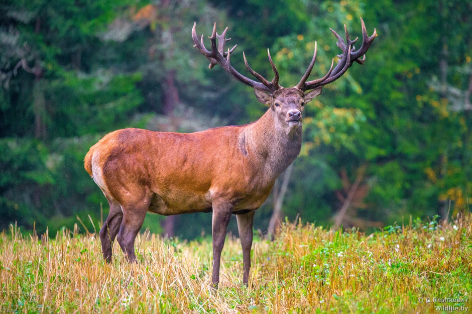 Благородный олень