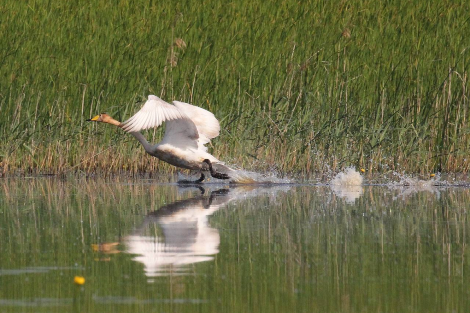 Лебедь-кликун 5.png