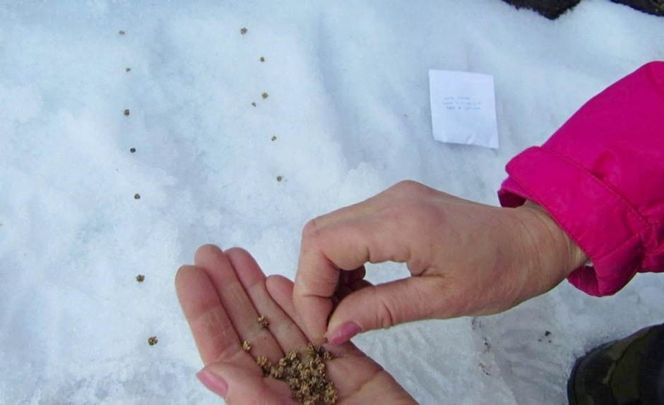 Подзимние посевы 1.jpg