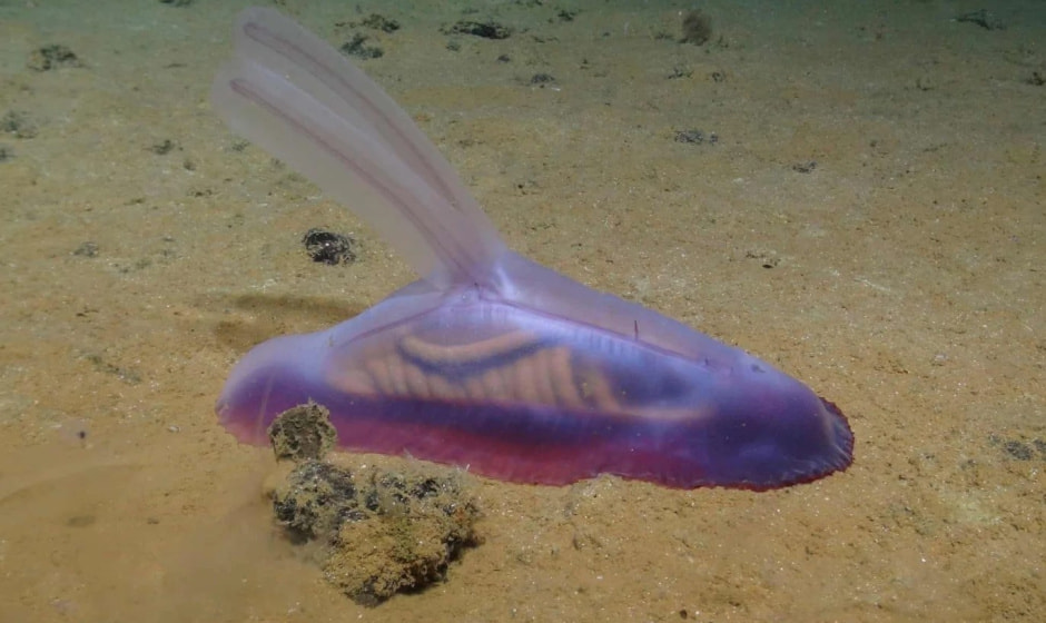 Мармеладная белка.jpg