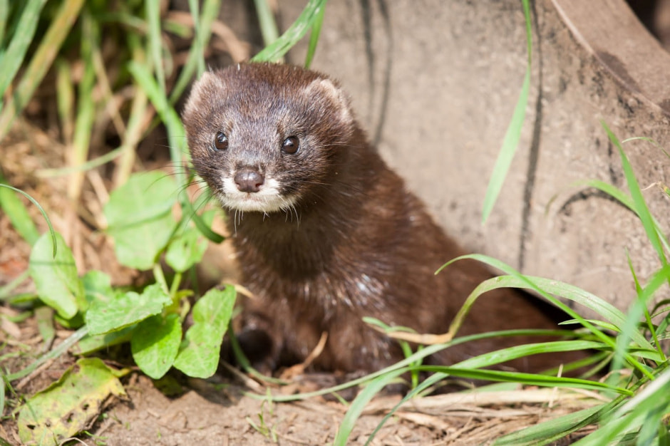 Американская норка 3_Европейская норка.jpg