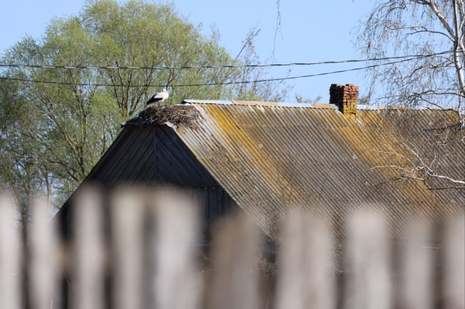 Аисты в деревне Малешев 23.jpg