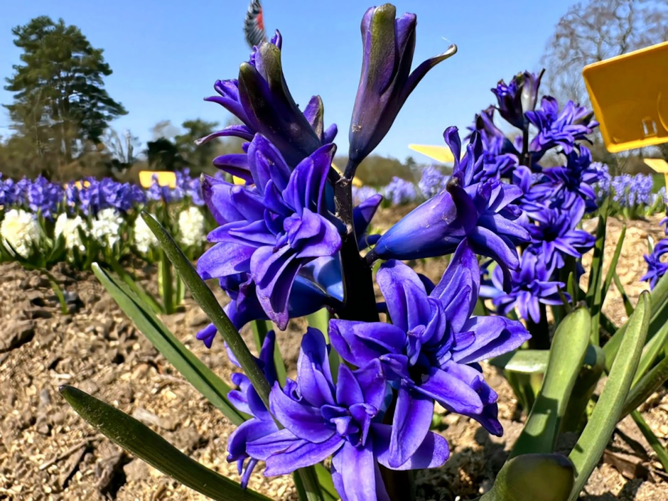 Прогулка по Ботаническому саду 24.png