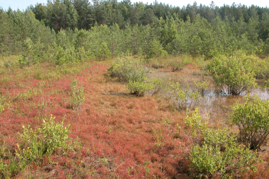 Хищные растения Беларуси 2.png