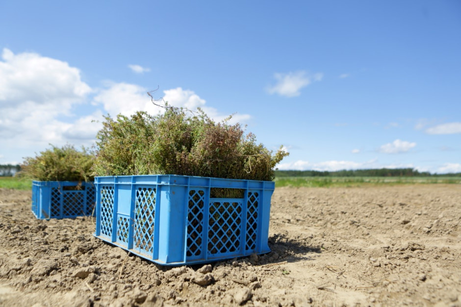 Фиточаи Калина 16.jpg