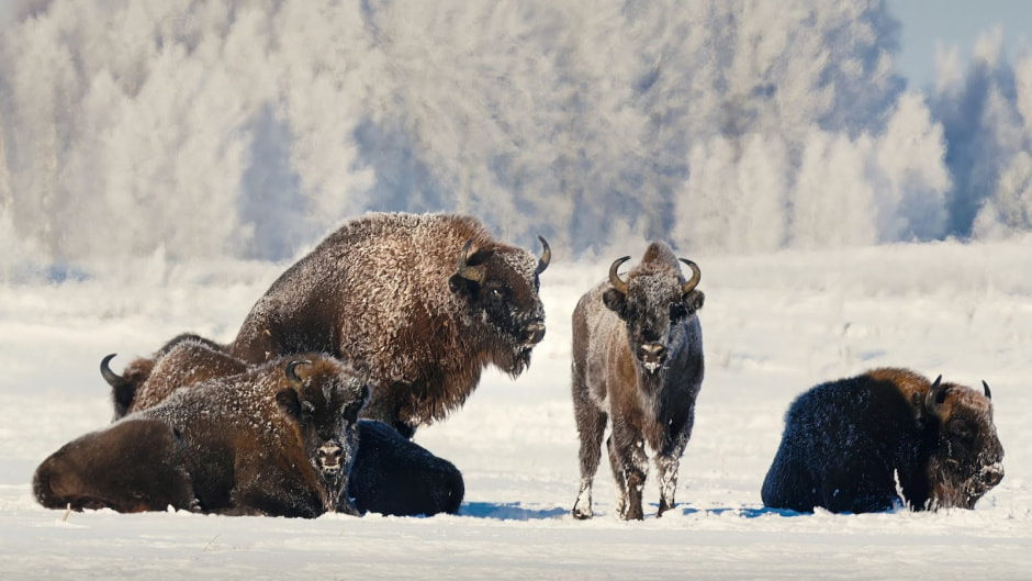 Финалисты конкурса Дикая природа Беларуси-2024 19.jpg