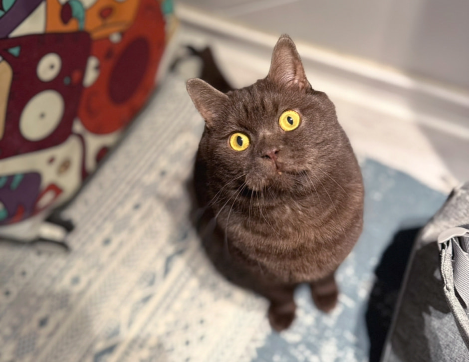 Как путешествовать с питомцем.jpg