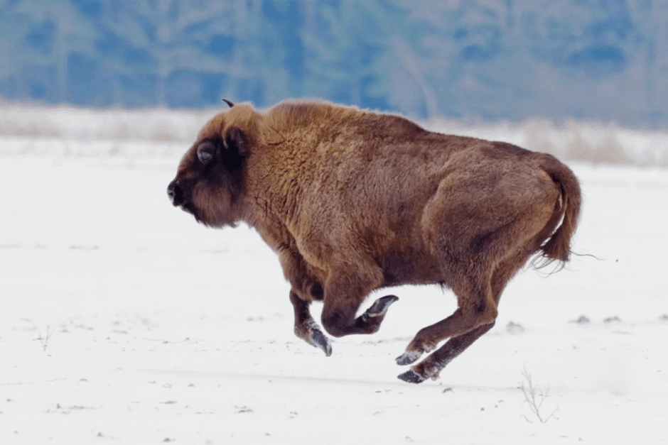 Фотограф дикой природы Инна Шкурко 12_Зубр.png