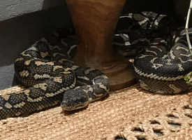 Австралийка проснулась в своем доме оттого, что у нее на груди пригрелся питон