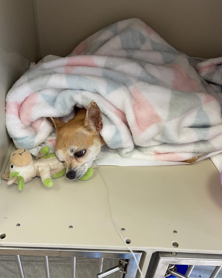 собака.jpg собака.jpg