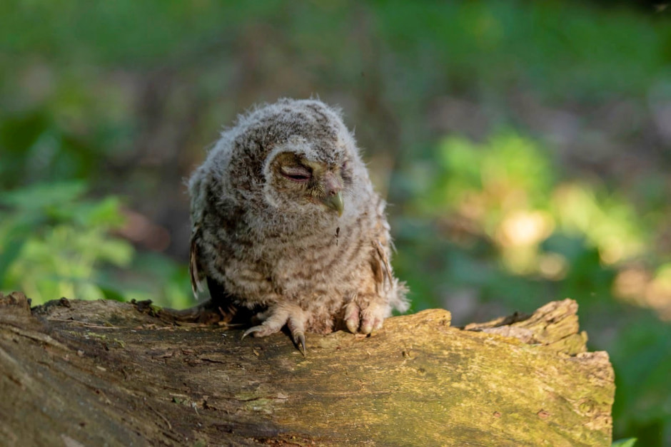 Заказник Выгонощанское 15.jpg